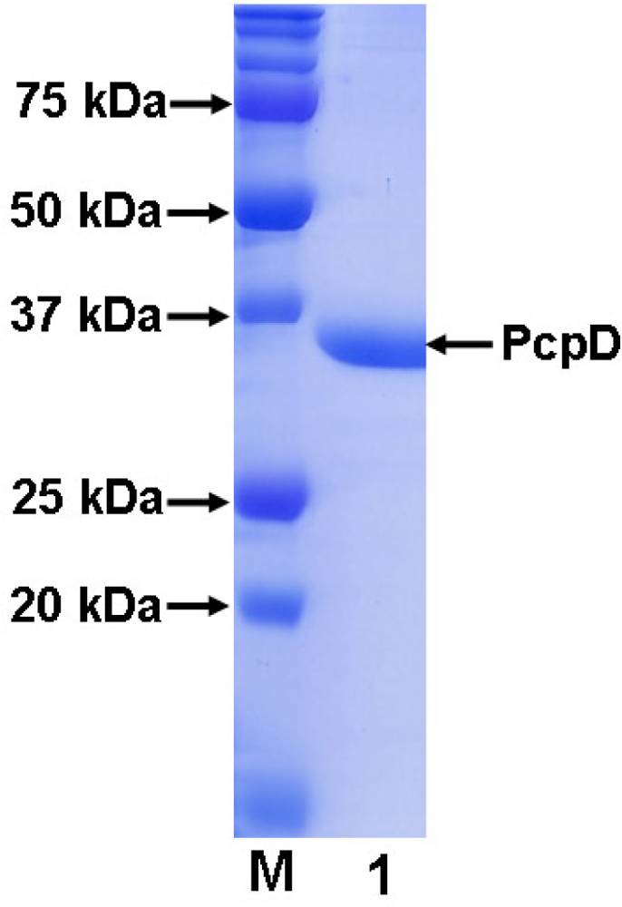 Ijms 09 00198f2 1024