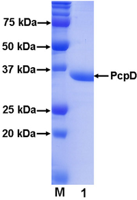 Ijms 09 00198f2 200