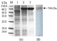 Ijms 10 00028f2 200