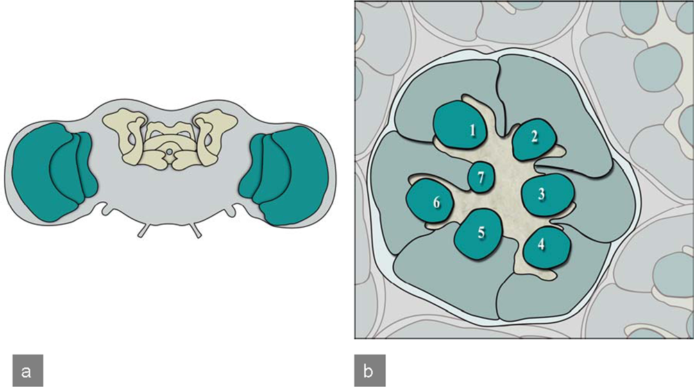 IJMS | Free Full-Text | Drosophila melanogaster as a Model Organism of