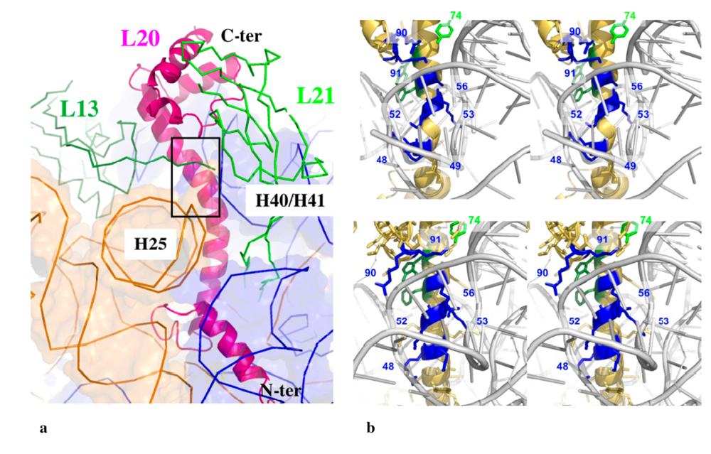 Ijms 10 00817f4