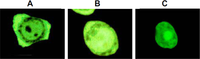 Ijms 10 00906f2 200
