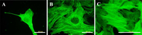 Ijms 10 04352f9 200