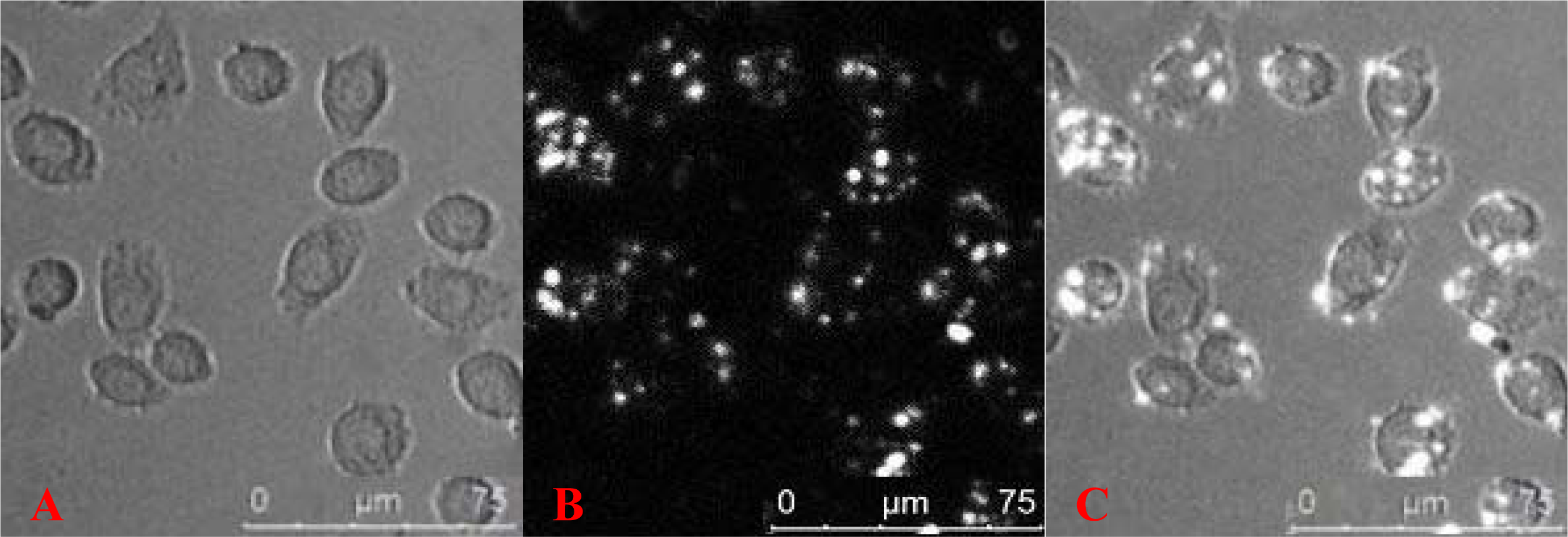 Ijms 10 04418f2
