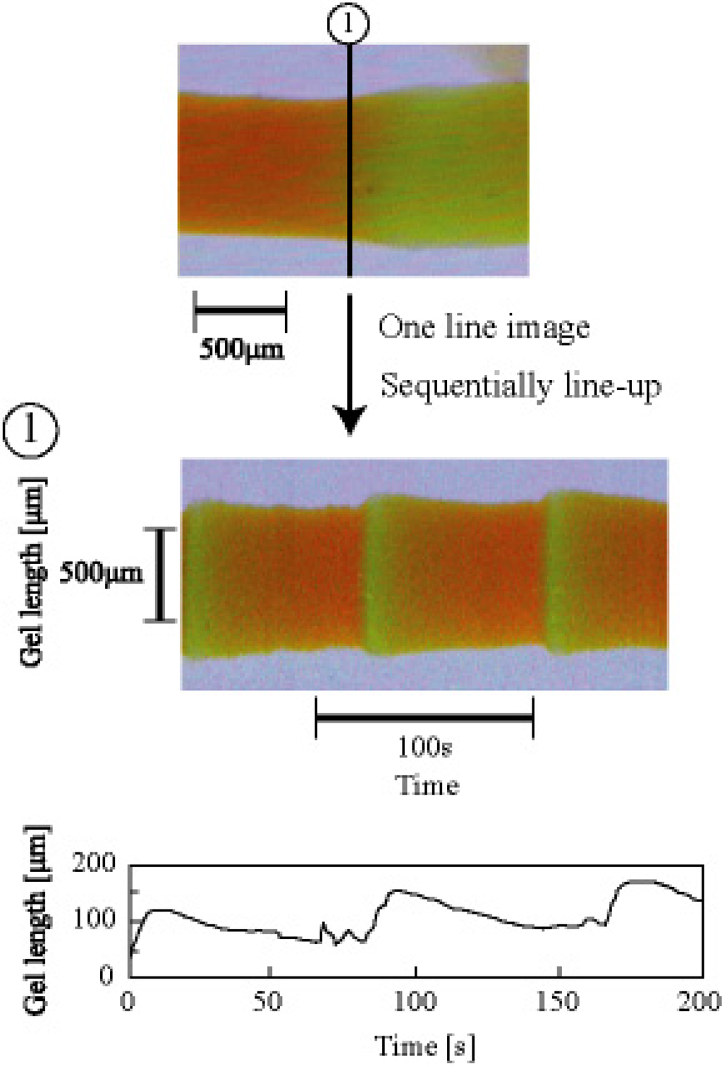 Ijms 11 00052f10 1024