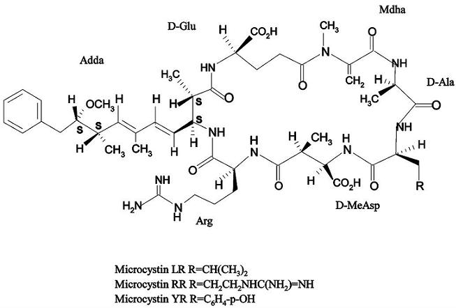 microcystin