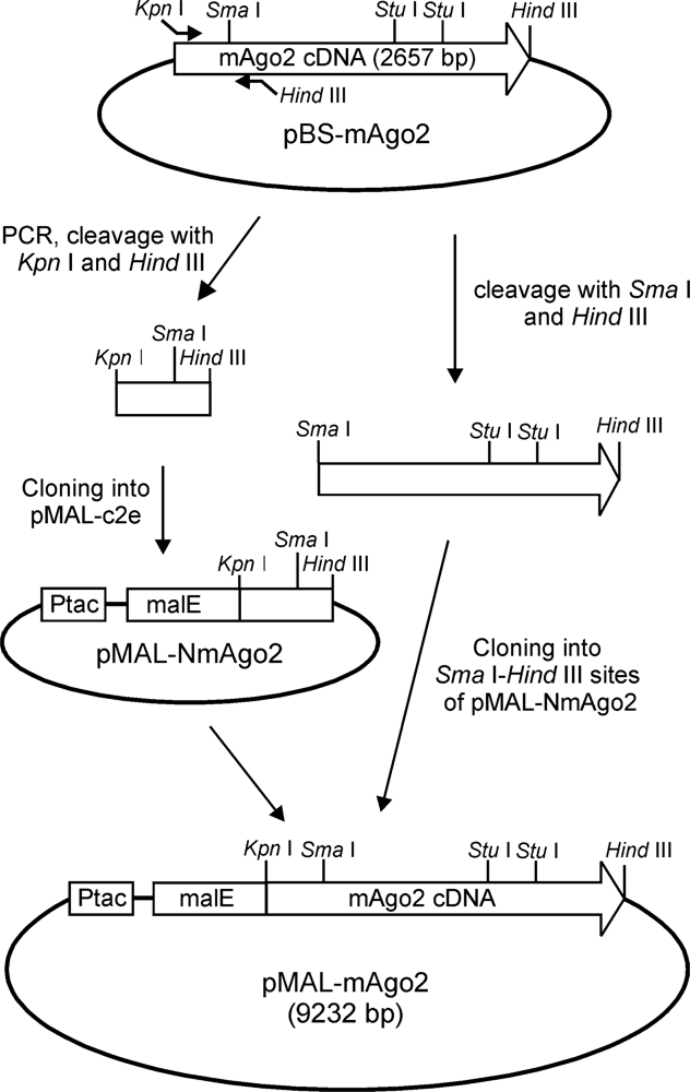 Ijms 11 00745f1