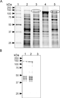 Ijms 11 00745f2 200