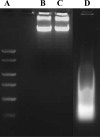 Ijms 11 01057f3 200