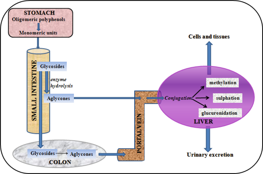 Metabolism of phenols