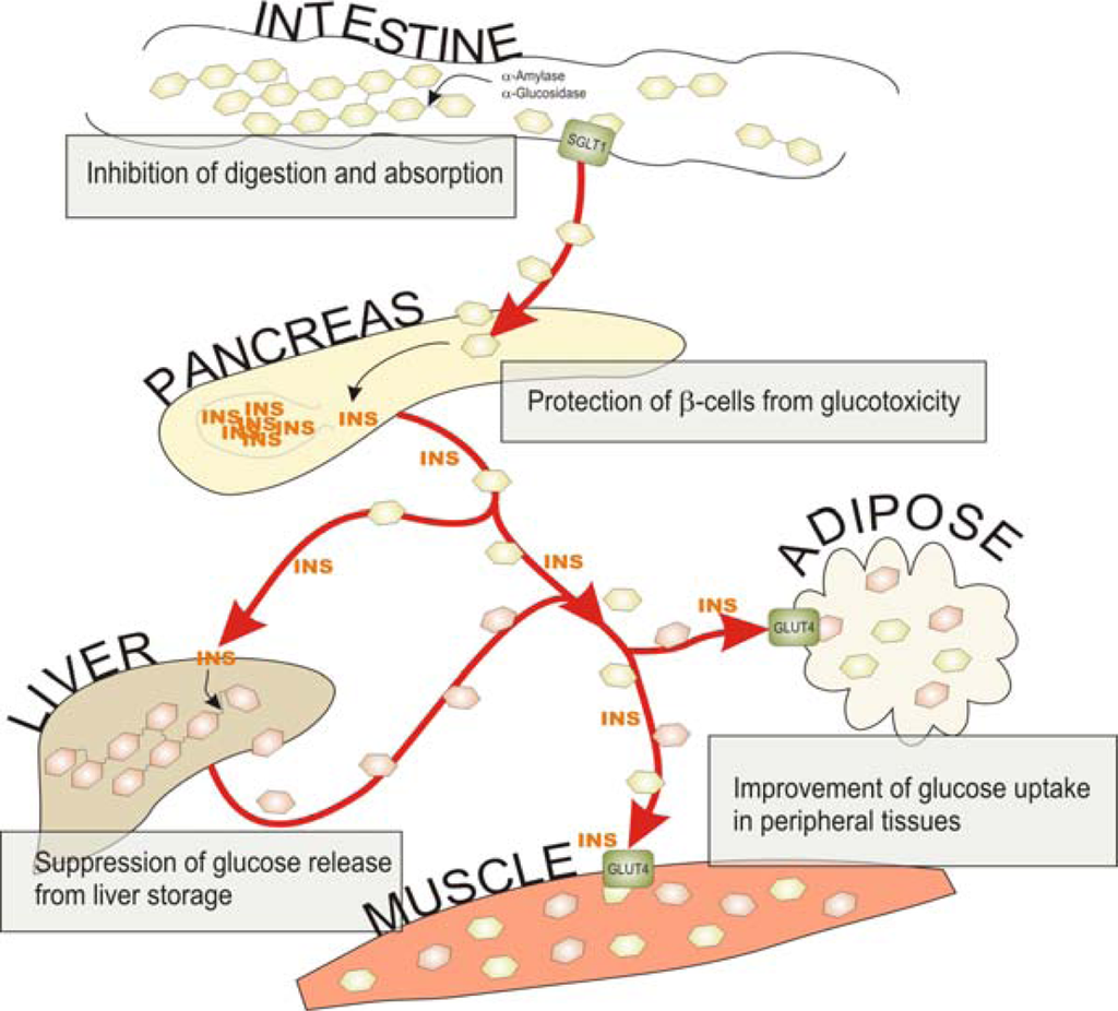 Glucose: Most Important One Carbohydrate In Human Body