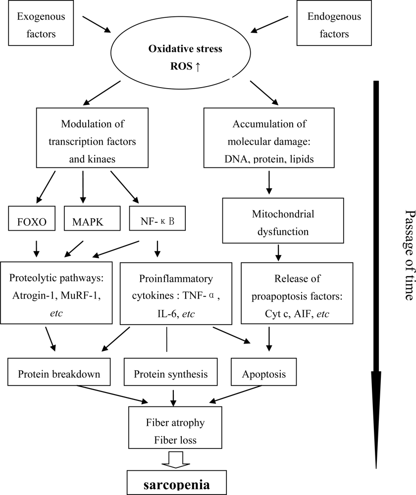 ijms free full text molecular