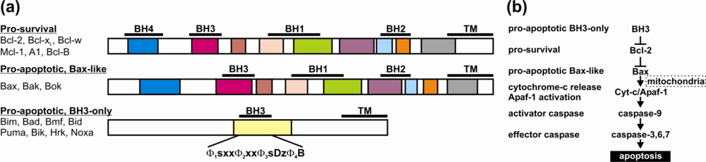 Ijms 11 01808f2
