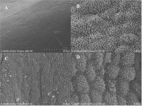 Ijms 11 02322f1 200