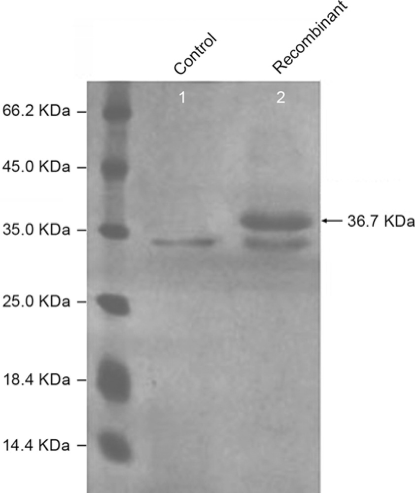 Ijms 11 02373f3 1024