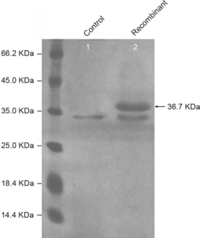 Ijms 11 02373f3 200