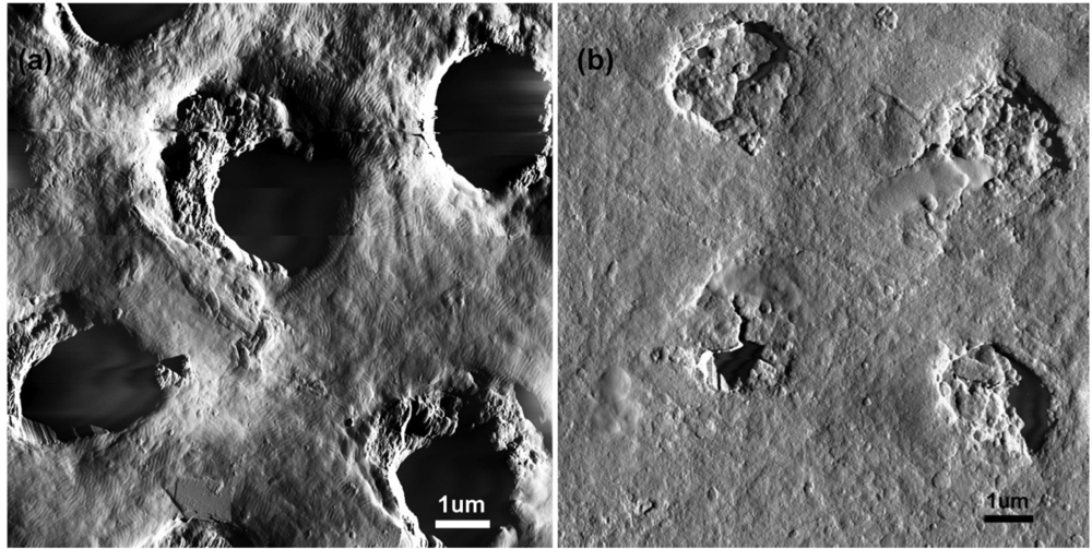 Ijms 11 02523f3 1024