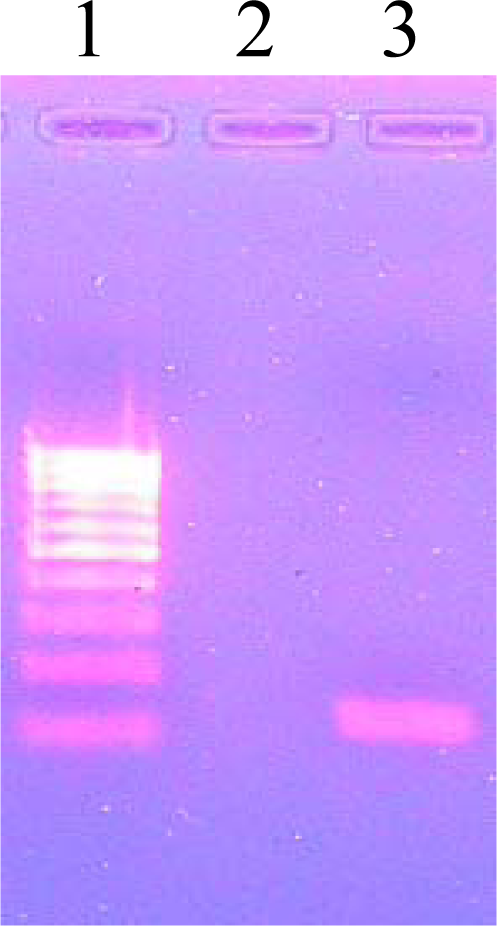 Ijms 11 02670f1 1024