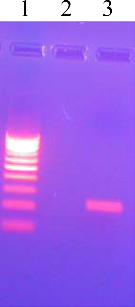 Ijms 11 02670f2