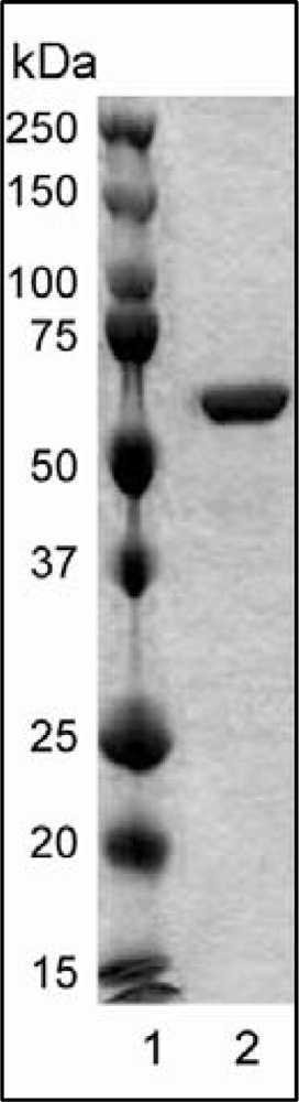Ijms 11 02759f1
