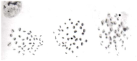 Ijms 11 03793f1 200