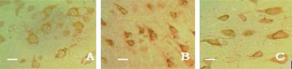 Ijms 11 04580f4 1024