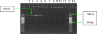 Ijms 11 05273f14 200
