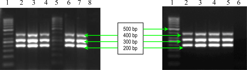 Ijms 11 05273f2 1024