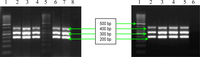 Ijms 11 05273f2 200