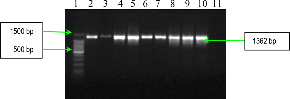 Ijms 11 05273f3 1024