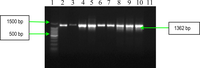 Ijms 11 05273f3 200