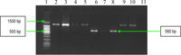 Ijms 11 05273f4 200