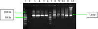 Ijms 11 05273f5 200