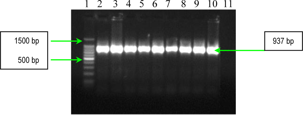 Ijms 11 05273f6 1024