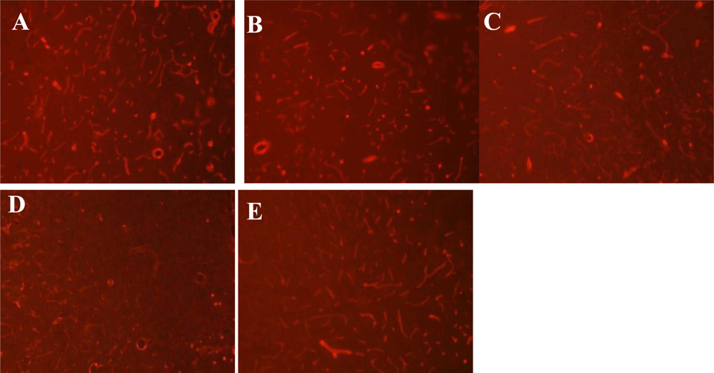 Ijms 12 01222f1 1024