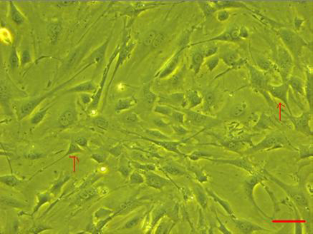 Ijms 12 01306f1 1024