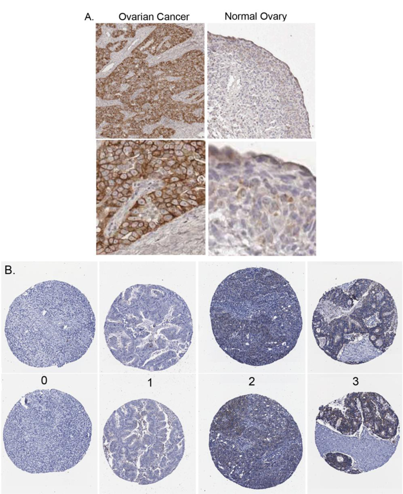 Ijms 12 01334f2 1024