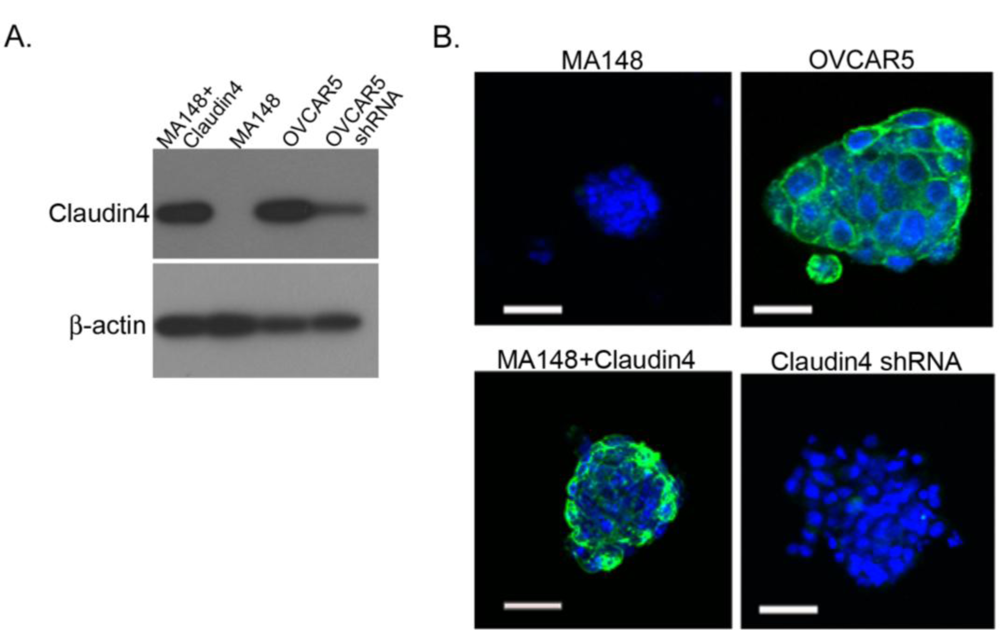 Ijms 12 01334f7 1024