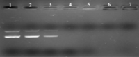 Ijms 12 01371f4 200