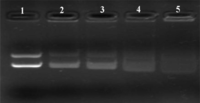 Ijms 12 01371f5 200