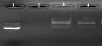 Ijms 12 01371f7 200