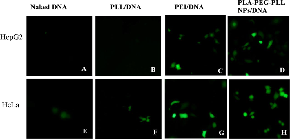 Ijms 12 01371f9 1024