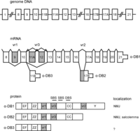 Ijms 12 01660f1 200