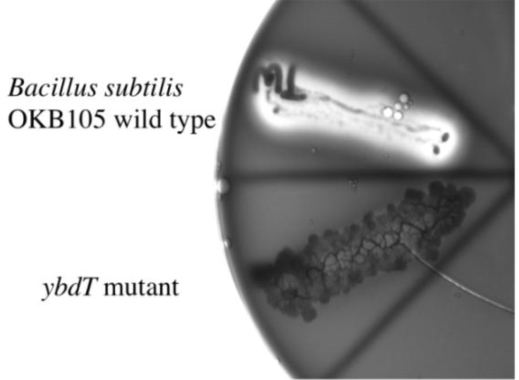 Ijms 12 01767f1 1024