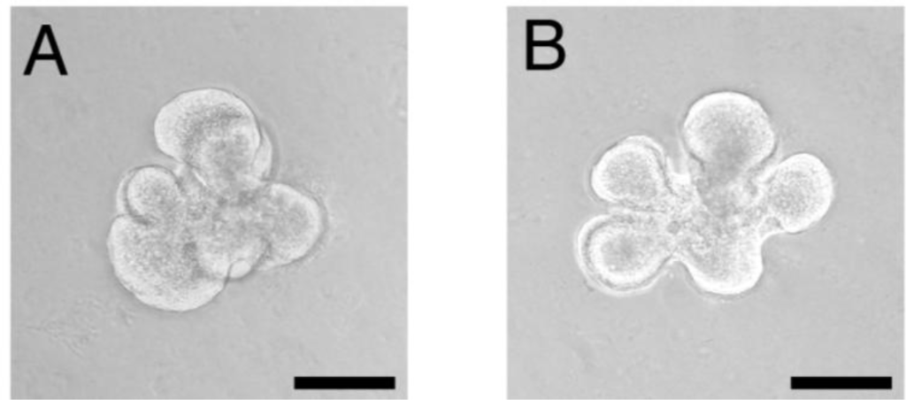 Ijms 12 01936f2 1024