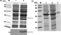 Ijms 12 02064f1 200