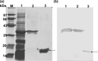Ijms 12 02064f3 200