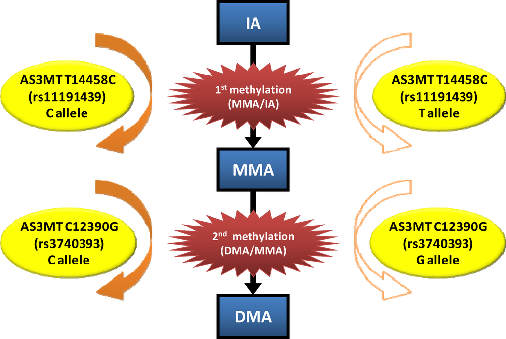 Ijms 12 02351f4 1024
