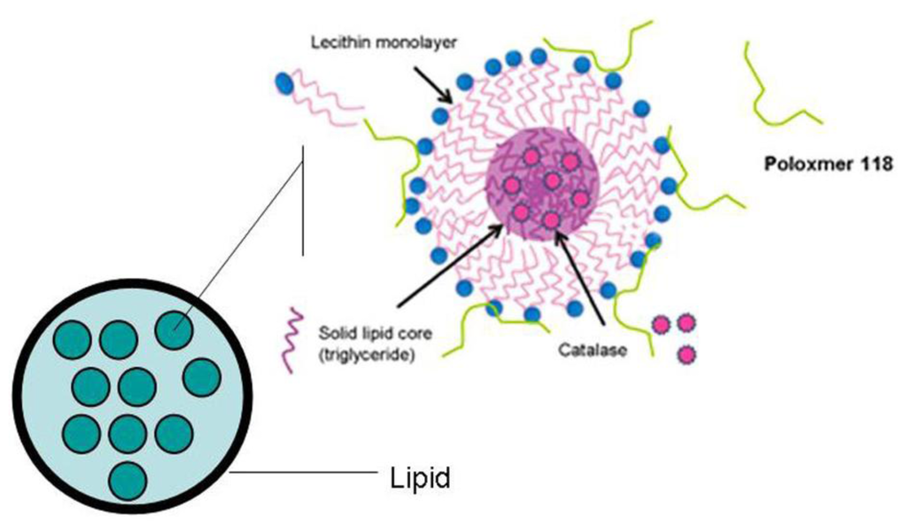 IJMS Free FullText Preparation and Characterization of Catalase