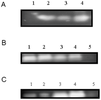 Ijms 12 07301f4 200